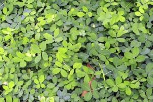 The importance of Green Manure and Cover Crops… @ Club Rooms,