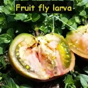 Queensland Fruit Fly Education Info Session